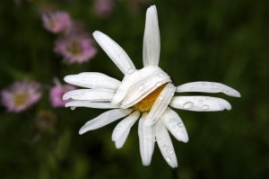 Shy Daisy by Tim & Selena Middleton is licensed under CC BY 2.0